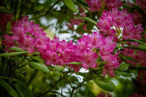 Όμορφη rhododendron ροζ λουλούδια σε ένα φυσικό υπόβαθρο — Φωτογραφία Αρχείου