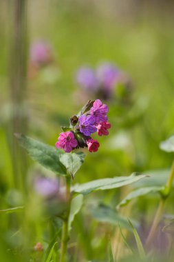 Bahar çiçekli doğal yaşam karanlık lungwort 