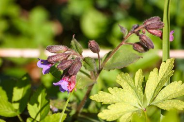 Bahar çiçekli doğal yaşam karanlık lungwort 