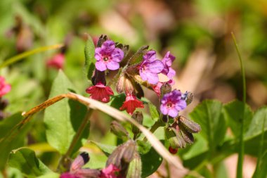 Bahar çiçekli doğal yaşam karanlık lungwort 