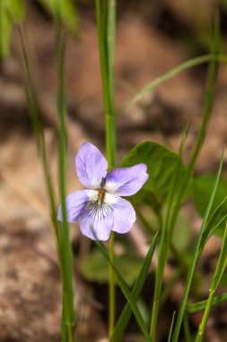 Yaz aylarında doğal bir arka plan üzerinde güzel menekşe
