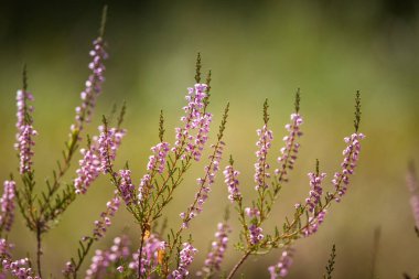 Yaz aylarında doğal bir arka plan üzerinde güzel mor calluna çiçekler