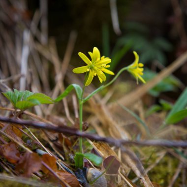 Doğal bir arka plan üzerinde güzel çiçek