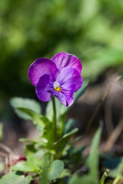 Doğal bir arka plan üzerinde güzel çiçek
