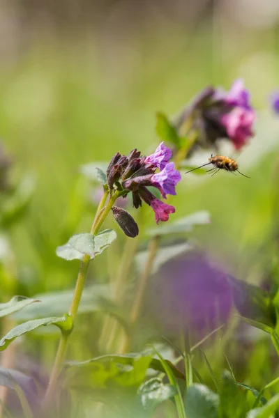 Floración de la lombriz oscura en primavera en hábitat natural — Foto de Stock