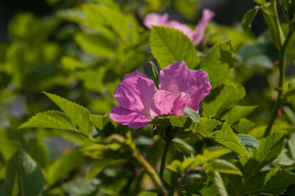 在夏天中的自然背景上美丽的野玫瑰 — 图库照片
