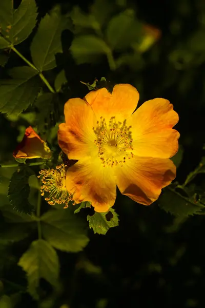 Bela rosa selvagem em um fundo natural no verão — Fotografia de Stock