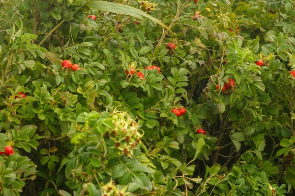 Yaz aylarında doğal bir arka plan üzerinde güzel yabani gül meyveler