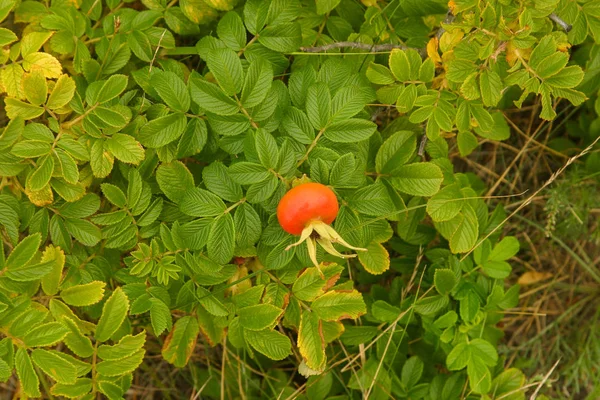 美丽的野生玫瑰果实在一个自然的背景在夏天 — 图库照片
