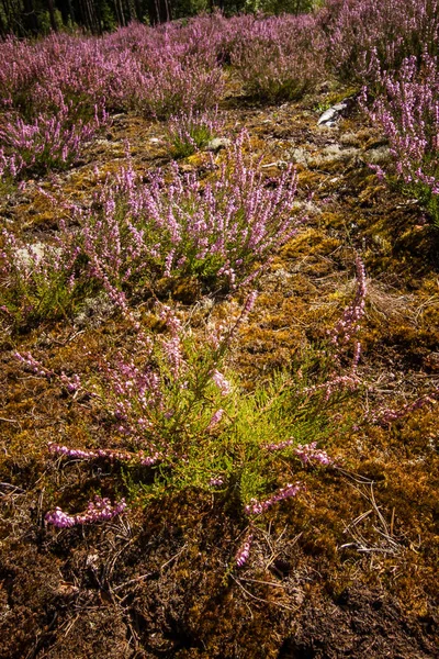 Beautiful  purple calluna flowers on a natural background in summer — Stock Photo, Image