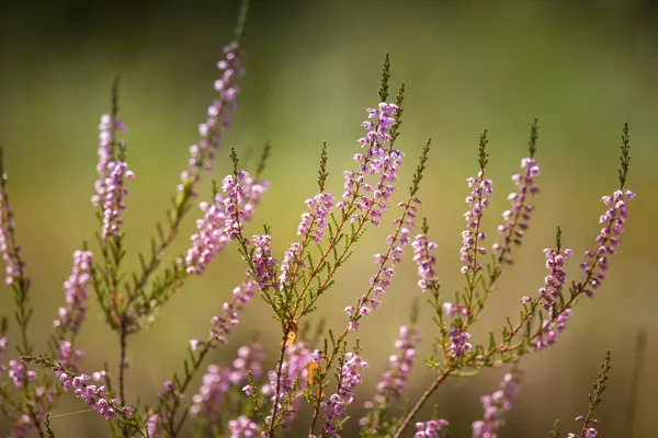 Yaz aylarında doğal bir arka plan üzerinde güzel mor calluna çiçekler