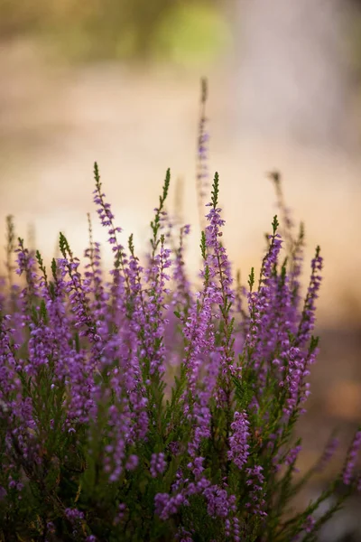 Hermosas flores de calluna púrpura sobre un fondo natural en verano — Foto de Stock