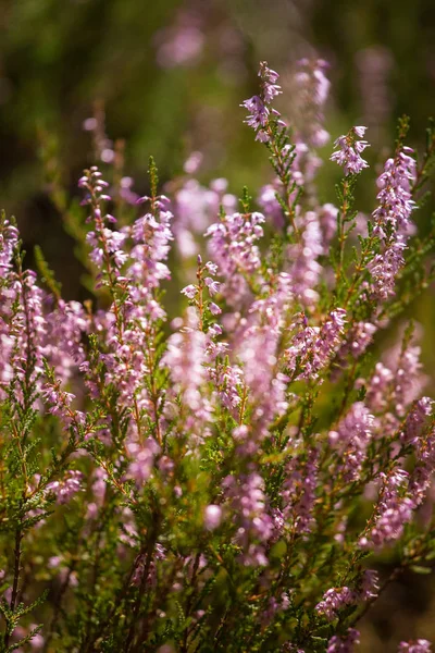 Hermosas flores de calluna púrpura sobre un fondo natural en verano — Foto de Stock