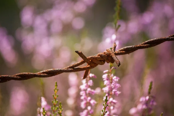 De belles fleurs violettes calluna poussant entre des fils barbelés rouillés — Photo