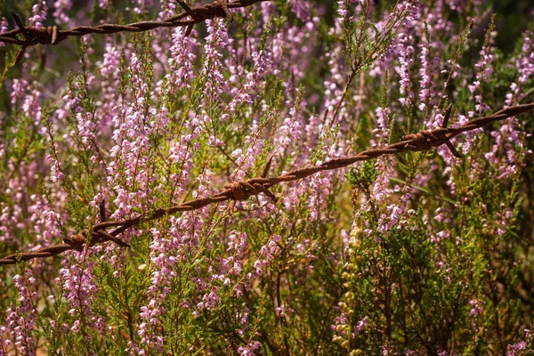 Krásné fialové calluna květy rostoucí mezi rezavý ostnatý dráty — Stock fotografie