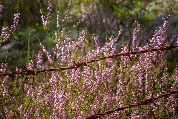 Hermosas flores de calluna púrpura creciendo entre alambres de púas oxidadas — Foto de Stock