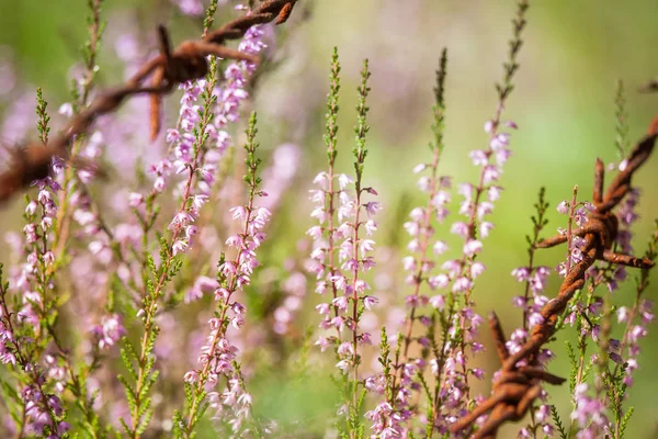 Hermosas flores de calluna púrpura creciendo entre alambres de púas oxidadas — Foto de Stock