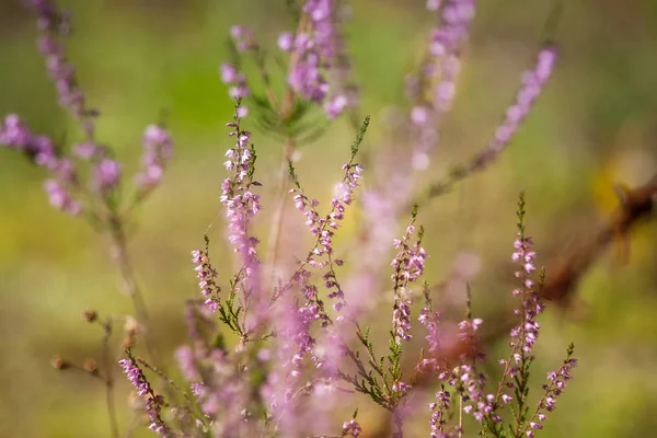 Hermosas flores de calluna púrpura creciendo entre alambres de púas oxidadas — Foto de Stock