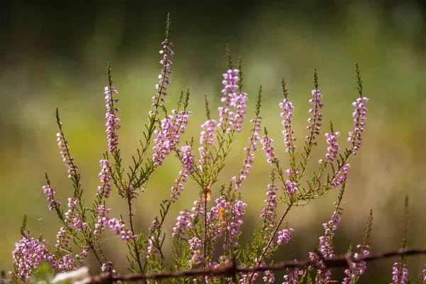 Güzel mor calluna çiçekleri arasında paslı dikenli teller