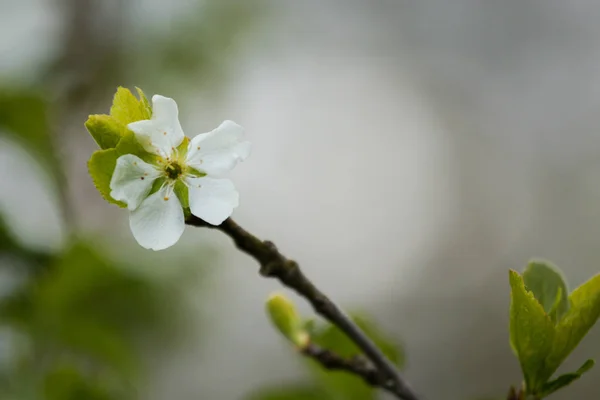Piękny śliwkowe kwiaty na naturalne podłoże w lecie — Zdjęcie stockowe