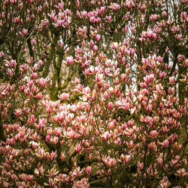 Bella magnolia rosa fiorisce su uno sfondo naturale in estate — Foto Stock