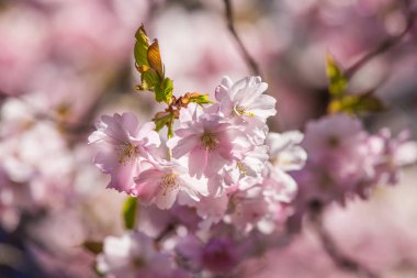 Güzel çiçek açan sakura çiçeği yakın bahar