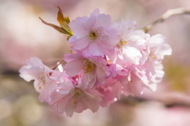 Güzel çiçek açan sakura çiçeği yakın bahar