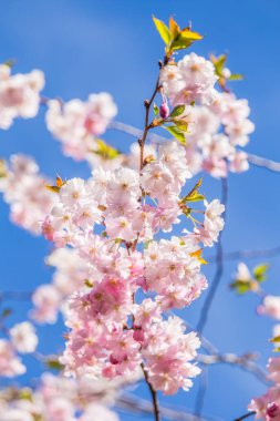 Güzel çiçek açan sakura çiçeği yakın mavi gökyüzü arka plan bahar üzerinde