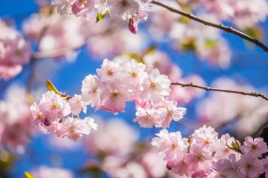 Güzel çiçek açan sakura çiçeği yakın mavi gökyüzü arka plan bahar üzerinde