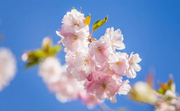Uma flor de sakura florescendo bonita close-up em um fundo azul do céu na primavera — Fotografia de Stock