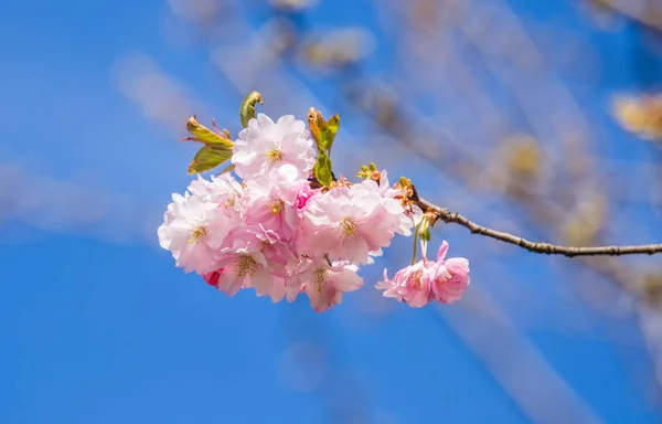 Uma flor de sakura florescendo bonita close-up em um fundo azul do céu na primavera — Fotografia de Stock