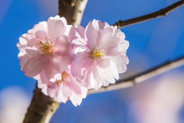 Eine schöne blühende Sakura-Blüte in Nahaufnahme auf blauem Himmelhintergrund im Frühling — Stockfoto