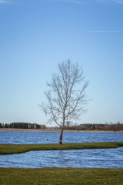 Güneşli bir gün güzel bahar manzarada, Kuzey Avrupa