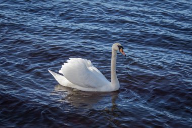 Yetişkin bir kuğu gölde yüzmeye güzel bir portresi