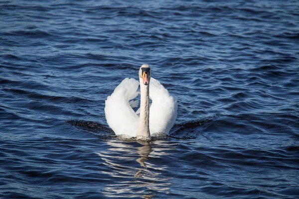 Un hermoso retrato de un cisne adulto nadando en el lago —  Fotos de Stock