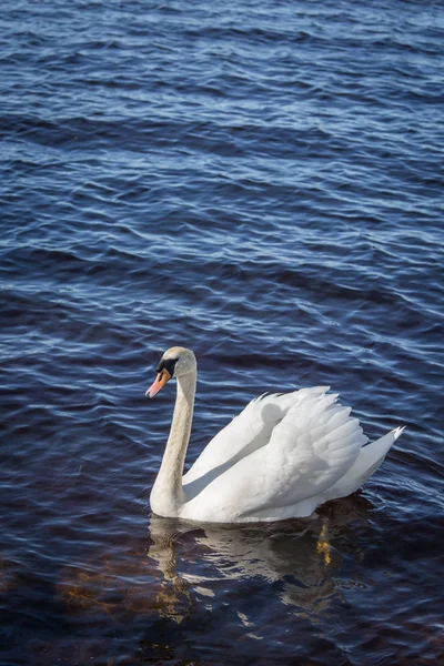 Un hermoso retrato de un cisne adulto nadando en el lago —  Fotos de Stock