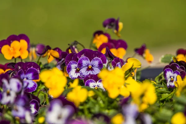 Uma bela flor pansy flores na primavera — Fotografia de Stock