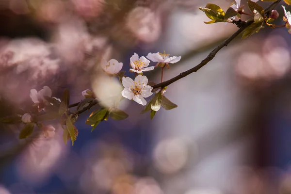 春の美しい咲く梅の花クローズ アップ — ストック写真