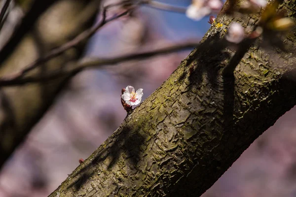 A beautiful blooming plum blossom close-up in spring