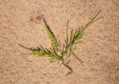 Deniz kum ve deniz puzzlegrass bir güzel closeup. Sığ derinlik-in tarla.