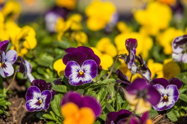 Güzel çiçek açan homo baharda çiçekler