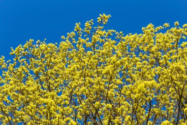 Güzel bir çiçek açan akçaağaç ağaç bahar