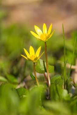 Güzel bir çiçek açan kingcups bahar