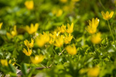 Güzel bir çiçek açan kingcups bahar