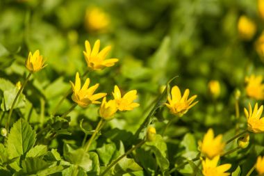 Güzel bir çiçek açan kingcups bahar