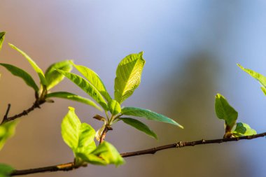 Genç kuş kiraz bir güzel closeup baharda yaprakları