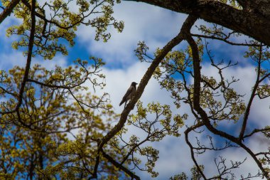 Bir güzel çiçek açan akçaağaç ağaç dalları bahar
