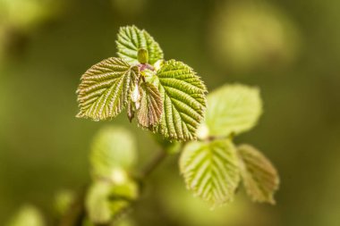 Güzel çiçek fındık ağaç bahar aylarında yaprak