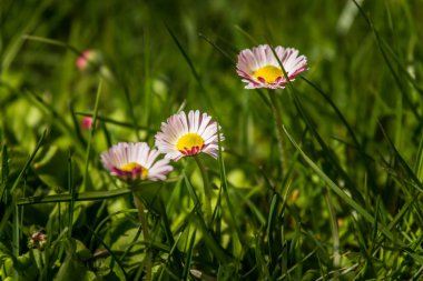 Papatyalar bahar güzel bir closeup