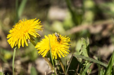 Bahar sarı karahindiba güzel bir closeup